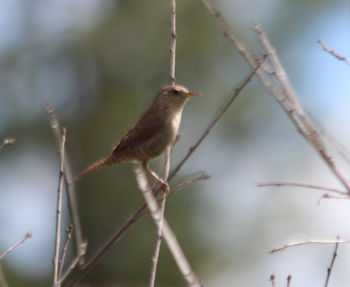 Northern House Wren - ML638781346