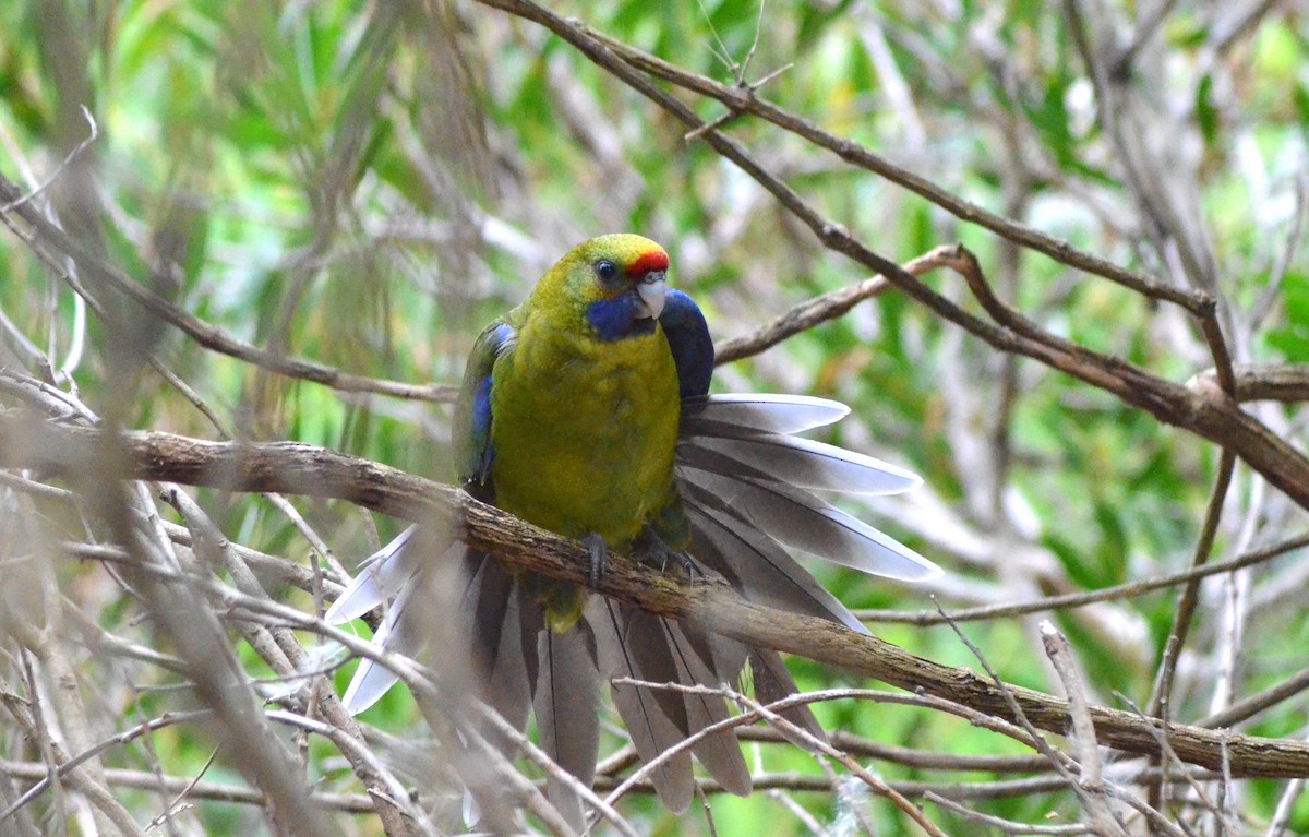 Green Rosella - ML638781349
