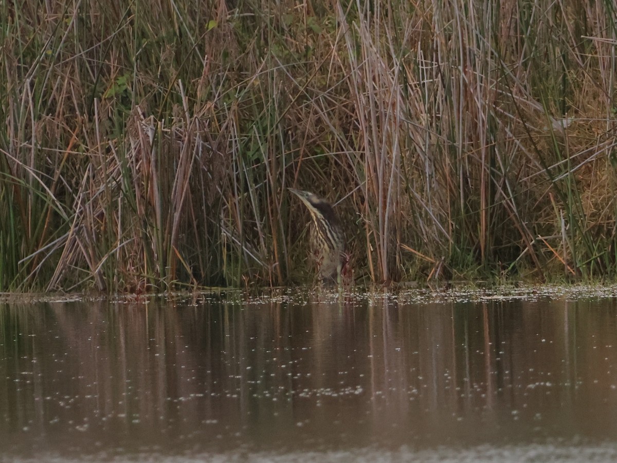 Australasian Bittern - ML638781354