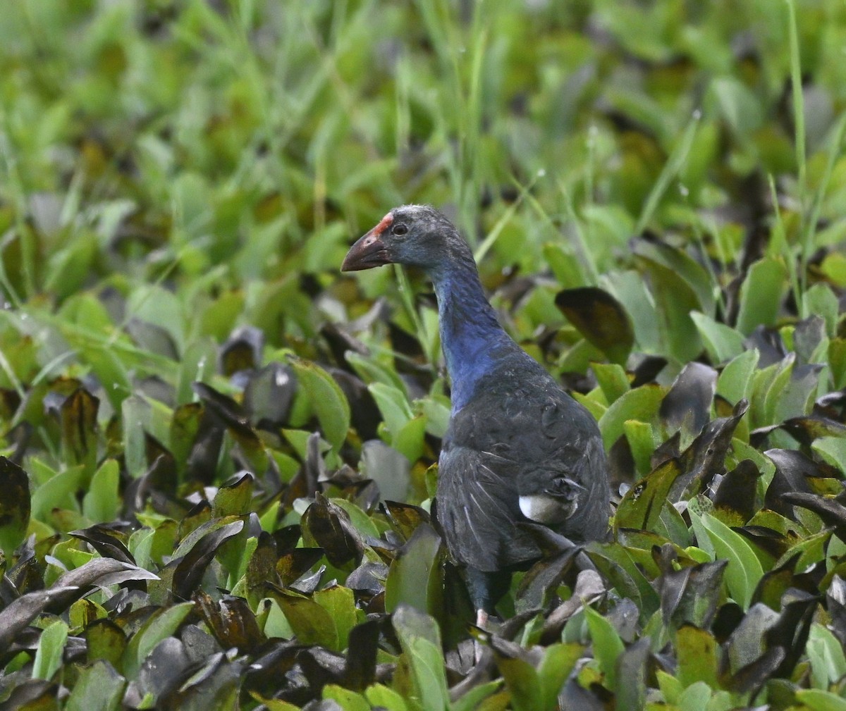 Gray-headed Swamphen - ML638781356
