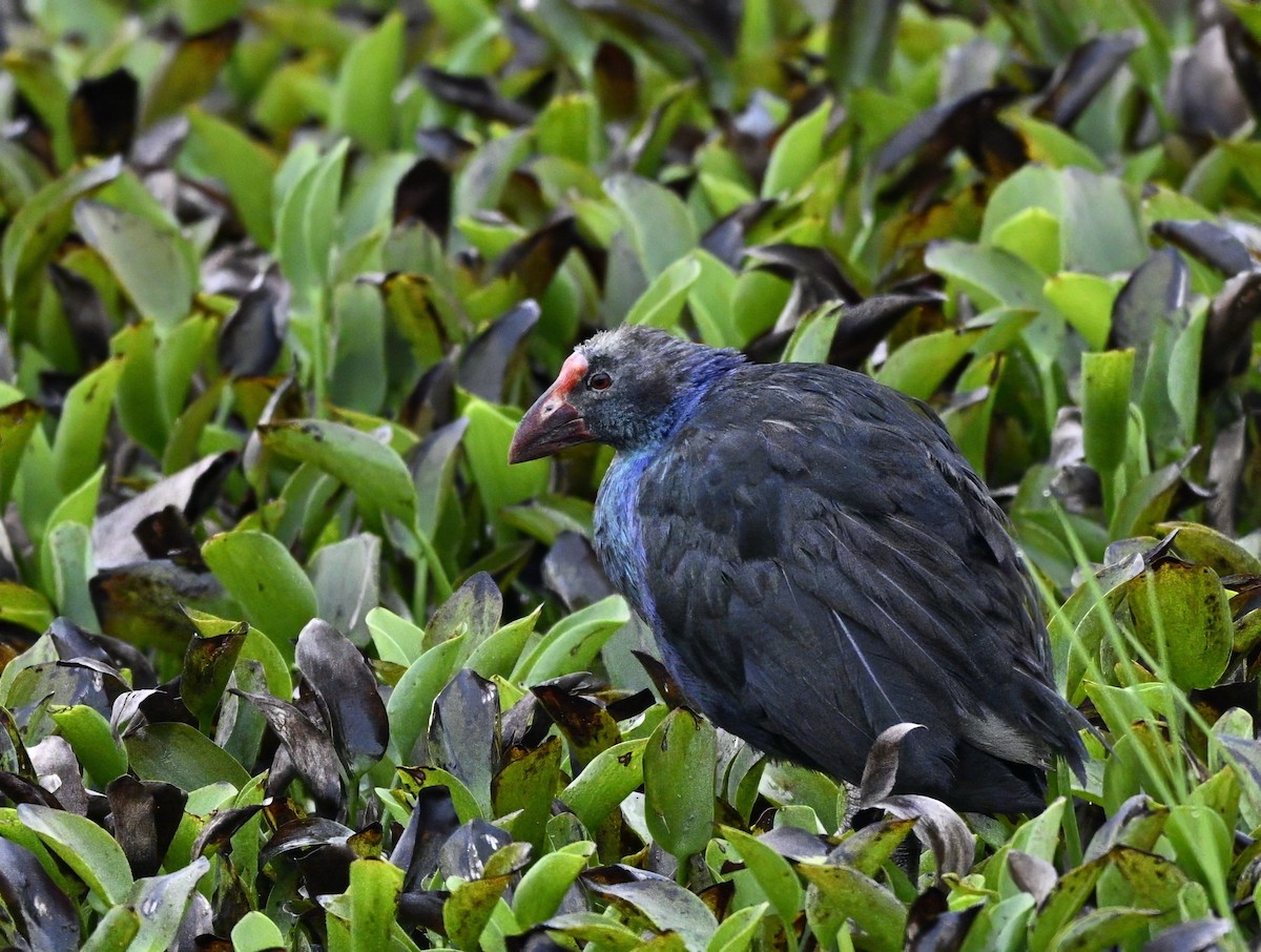 Gray-headed Swamphen - ML638781357