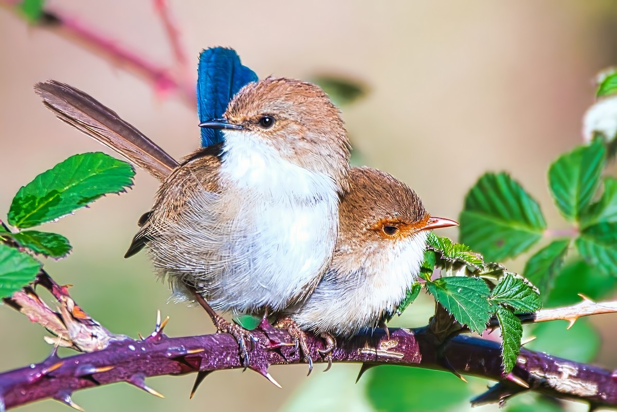 Superb Fairywren - ML638781358