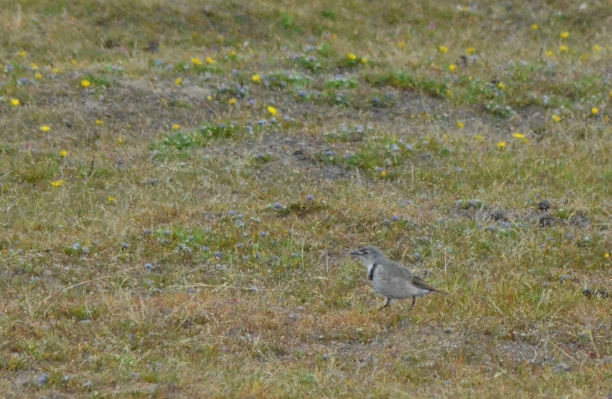White-fronted Chat - ML638781363