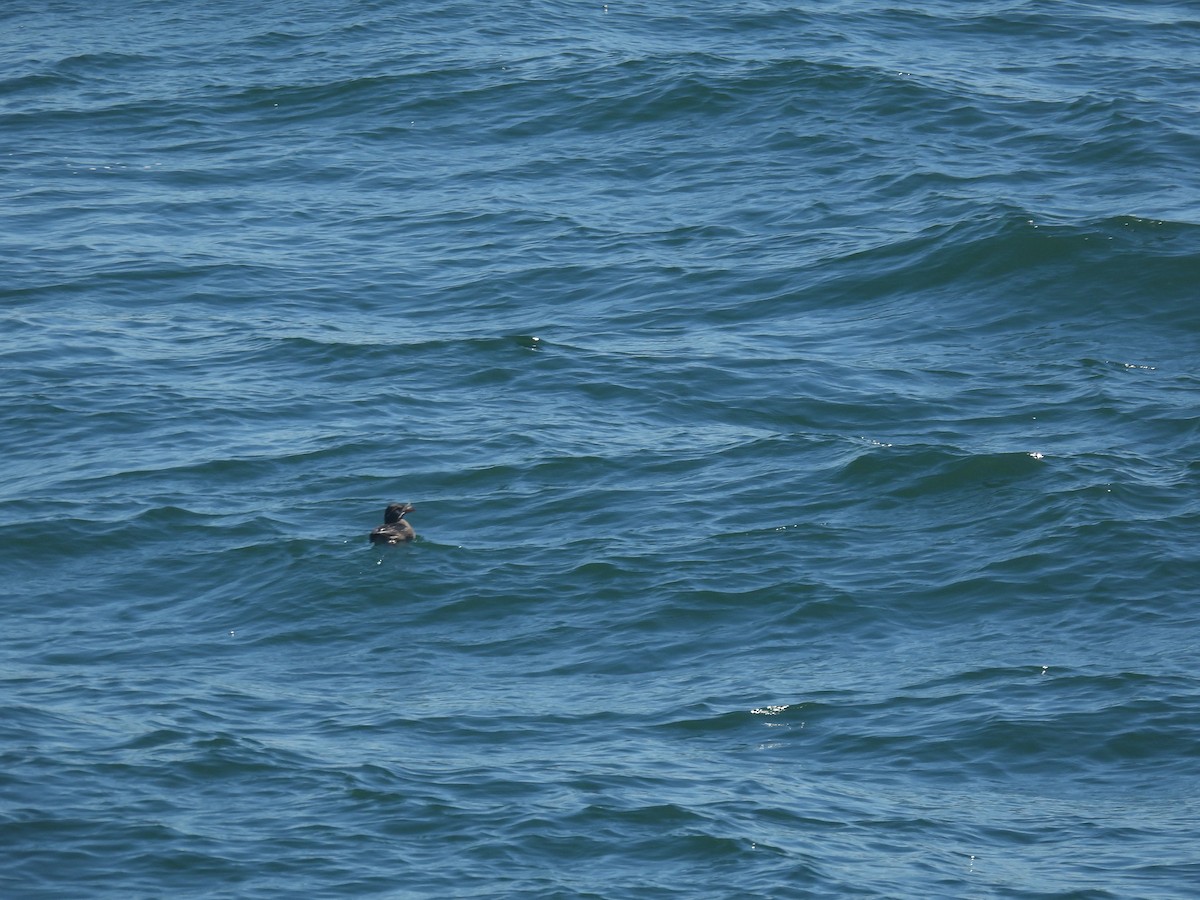 Rhinoceros Auklet - ML638781367