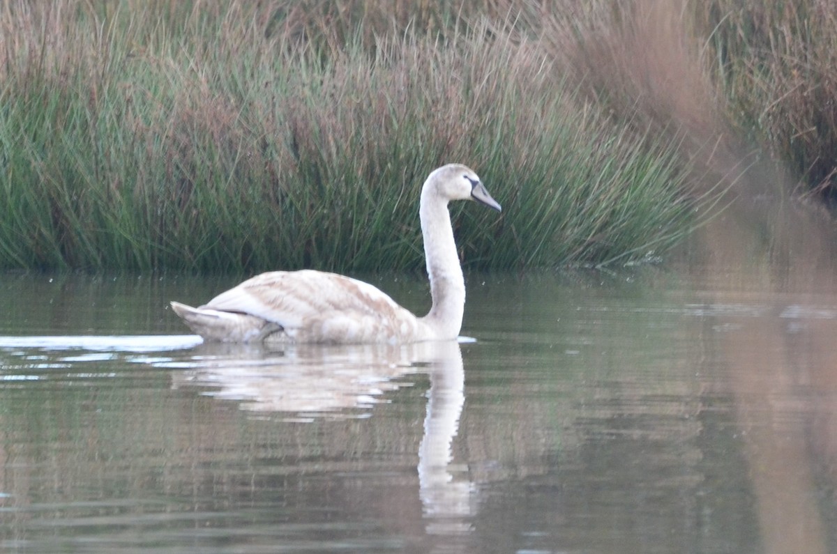 Mute Swan - ML638781371