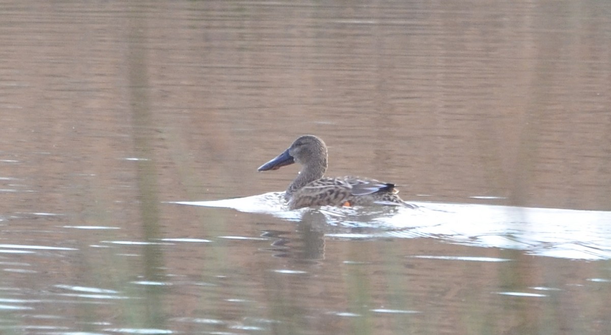 Northern Shoveler - ML638781372