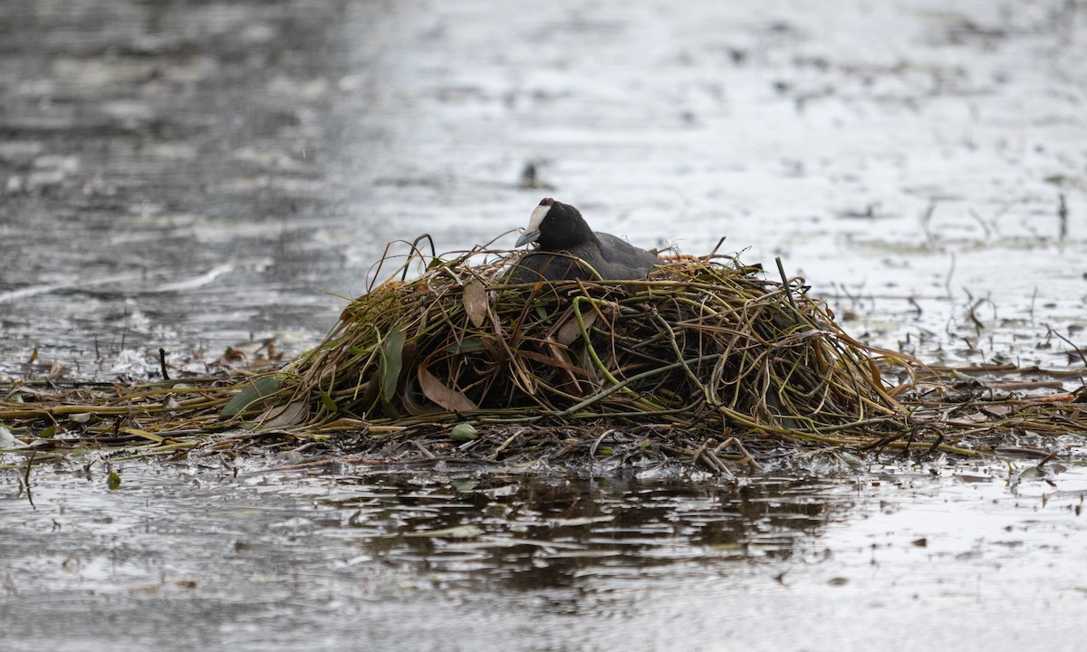 Red-knobbed Coot - ML638781373
