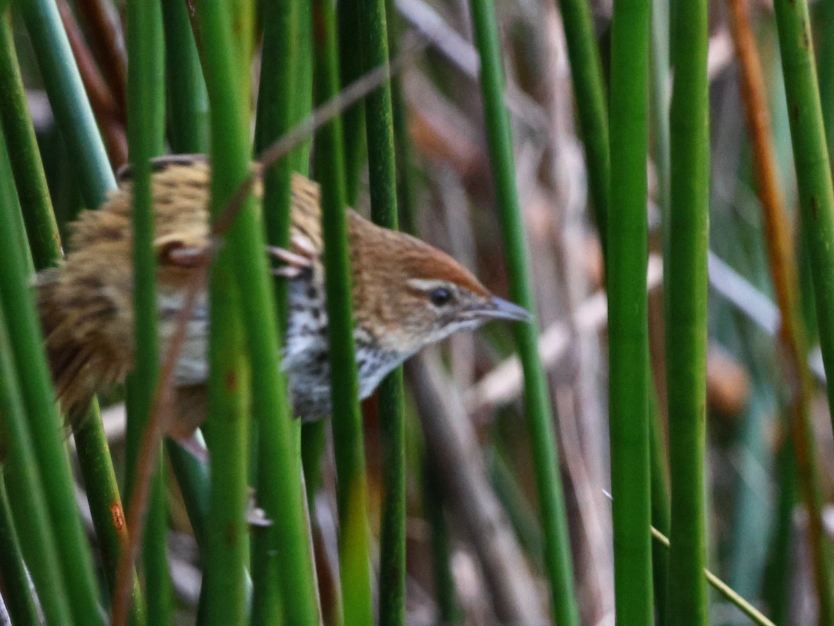 New Zealand Fernbird - ML638781376