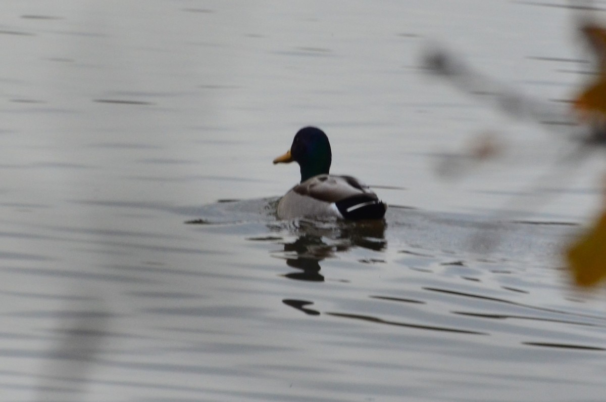 Mallard - ML638781377