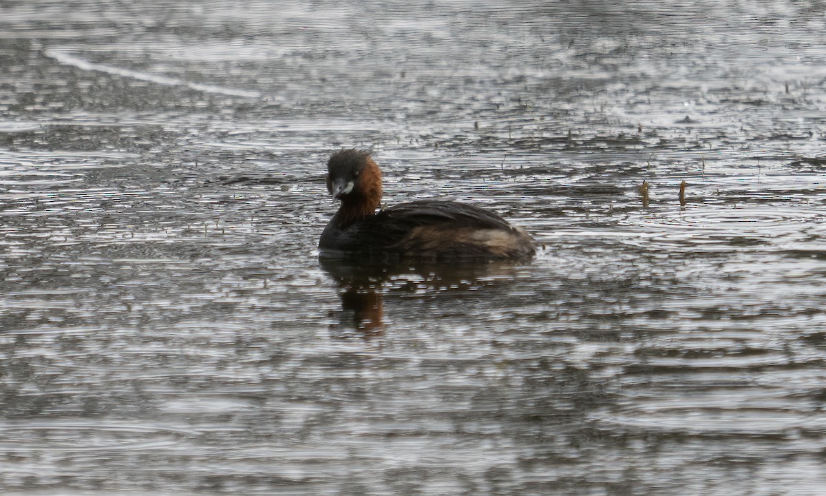 Little Grebe - ML638781379