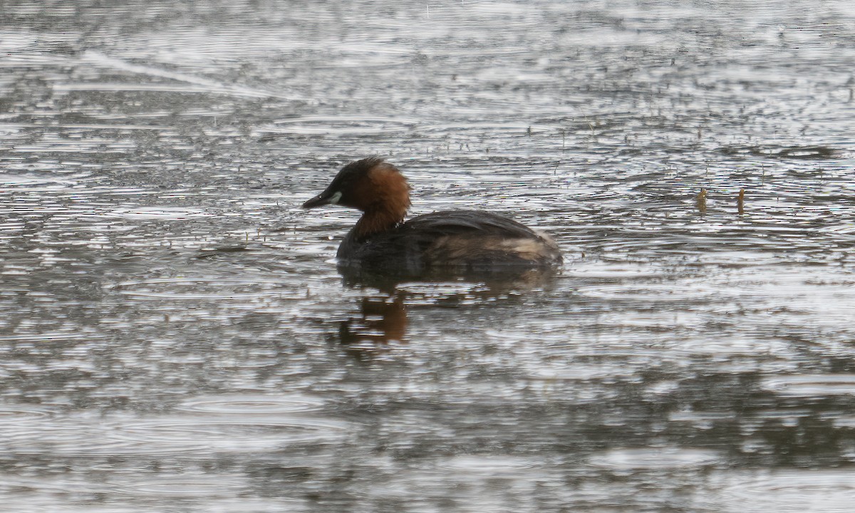 Little Grebe - ML638781380