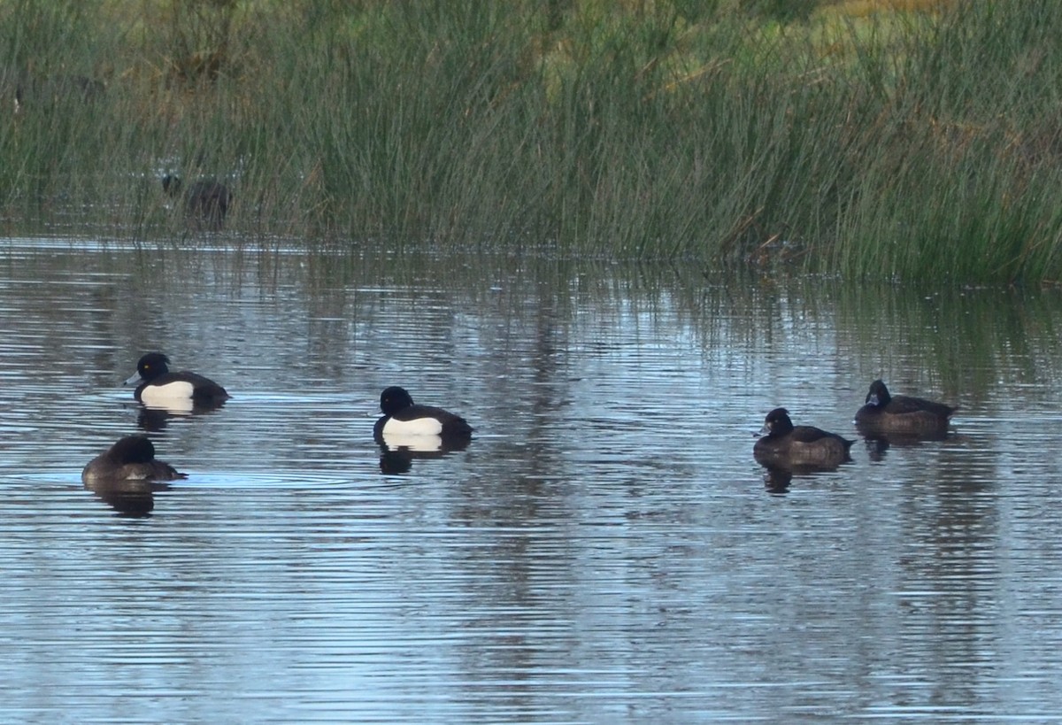 Tufted Duck - ML638781383