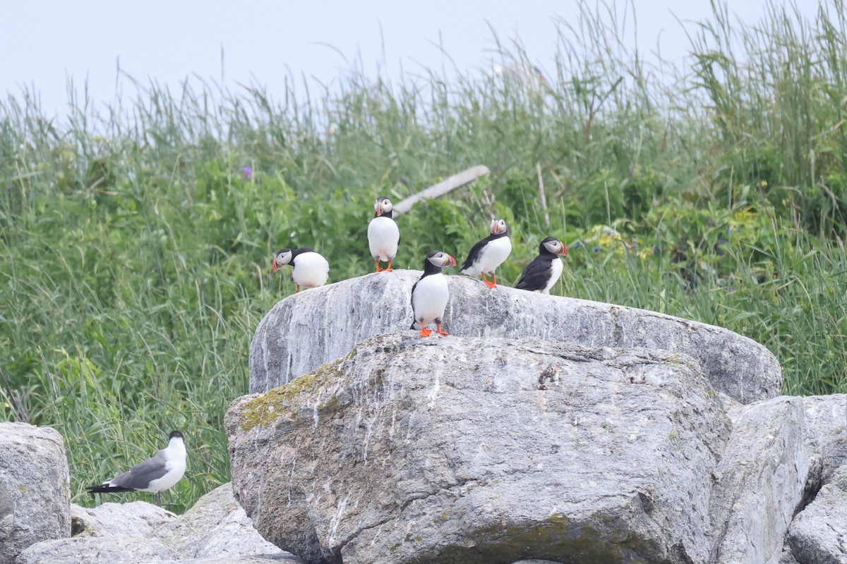 Atlantic Puffin - ML638781384