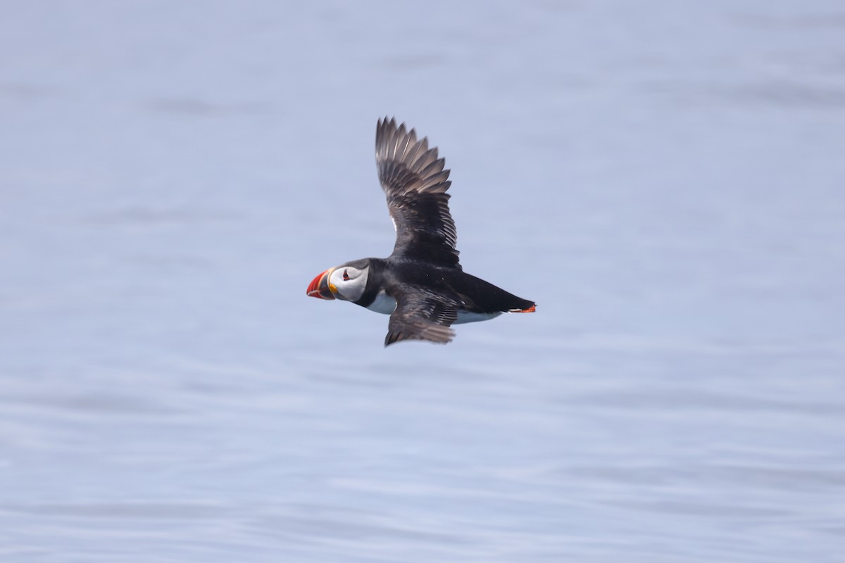 Atlantic Puffin - ML638781387