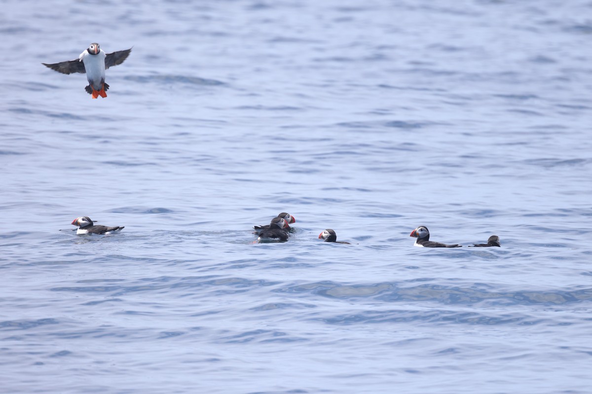 Atlantic Puffin - ML638781388