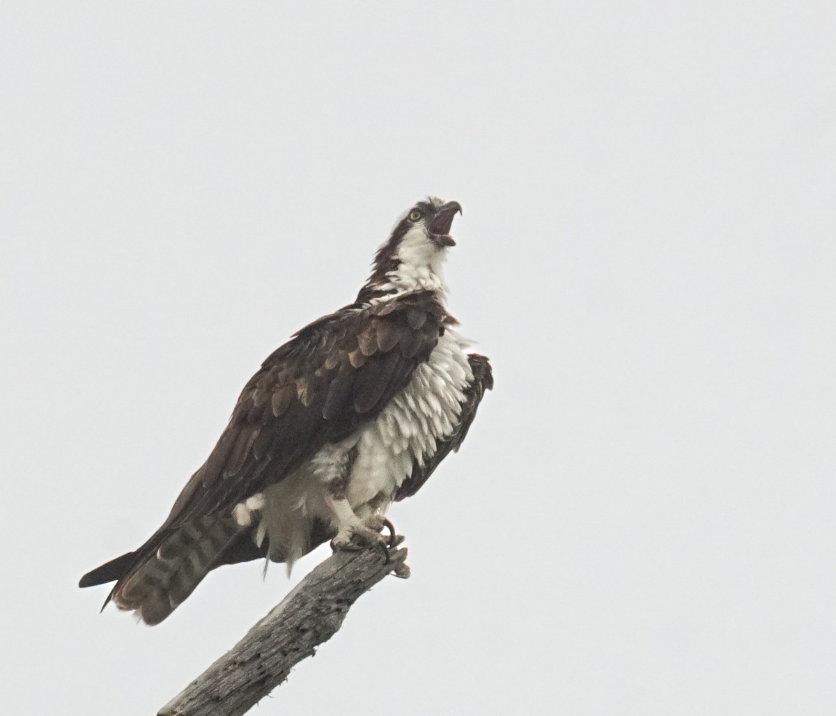 Osprey - ML638781411