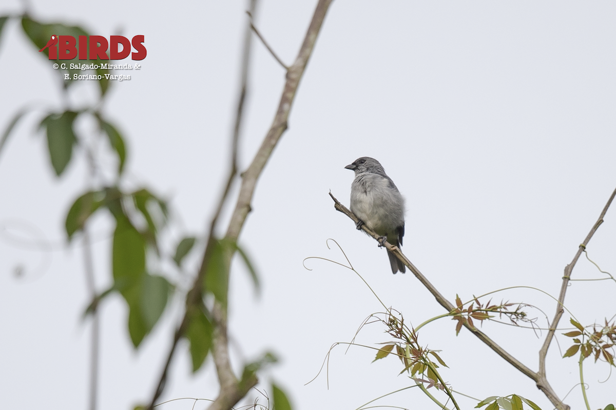 Plain-colored Tanager - ML638781426