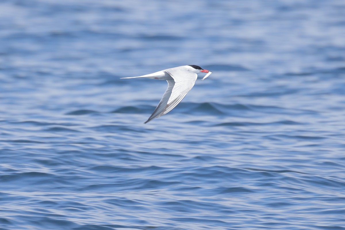 Common Tern - ML638781434