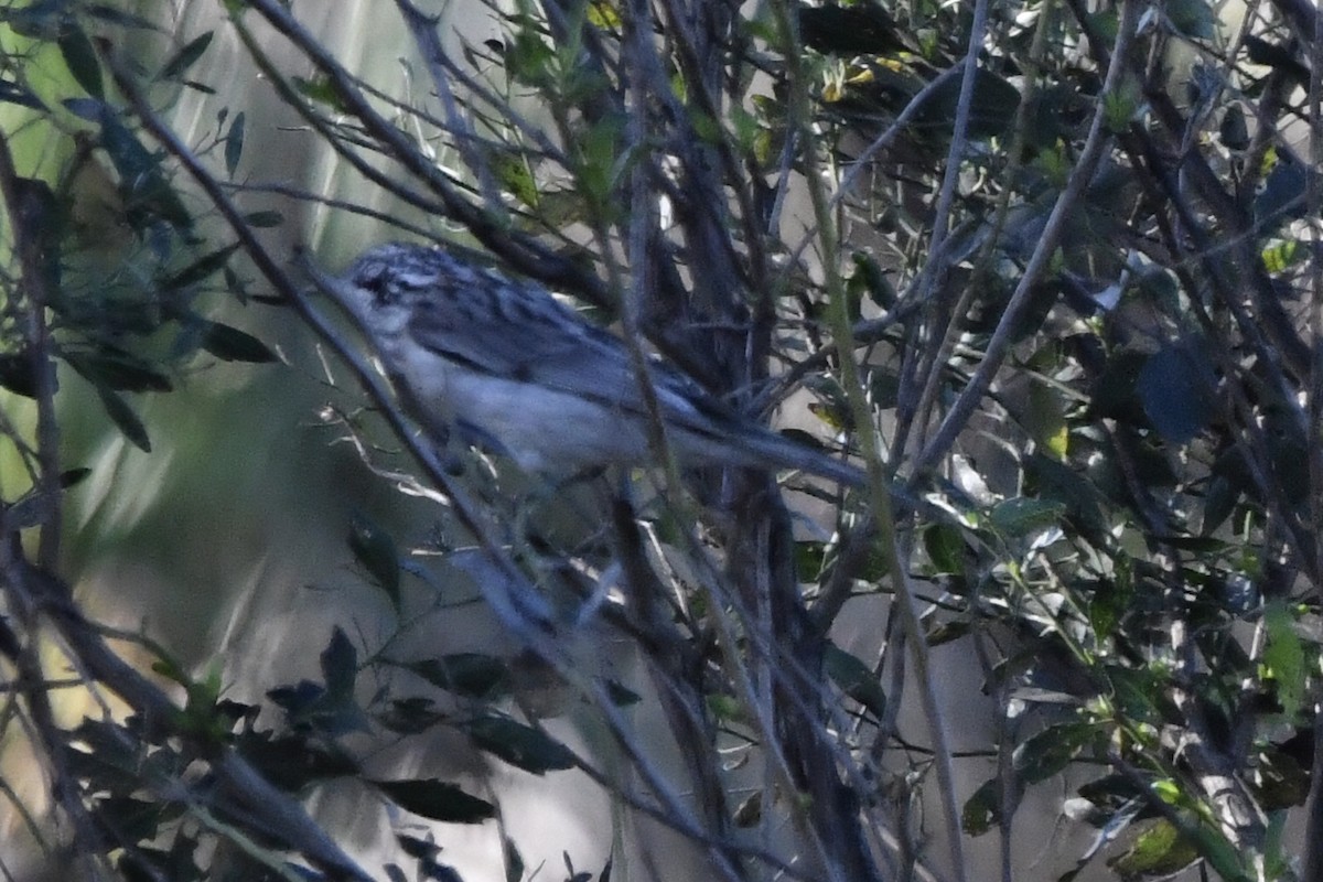 Striped Honeyeater - ML638781476