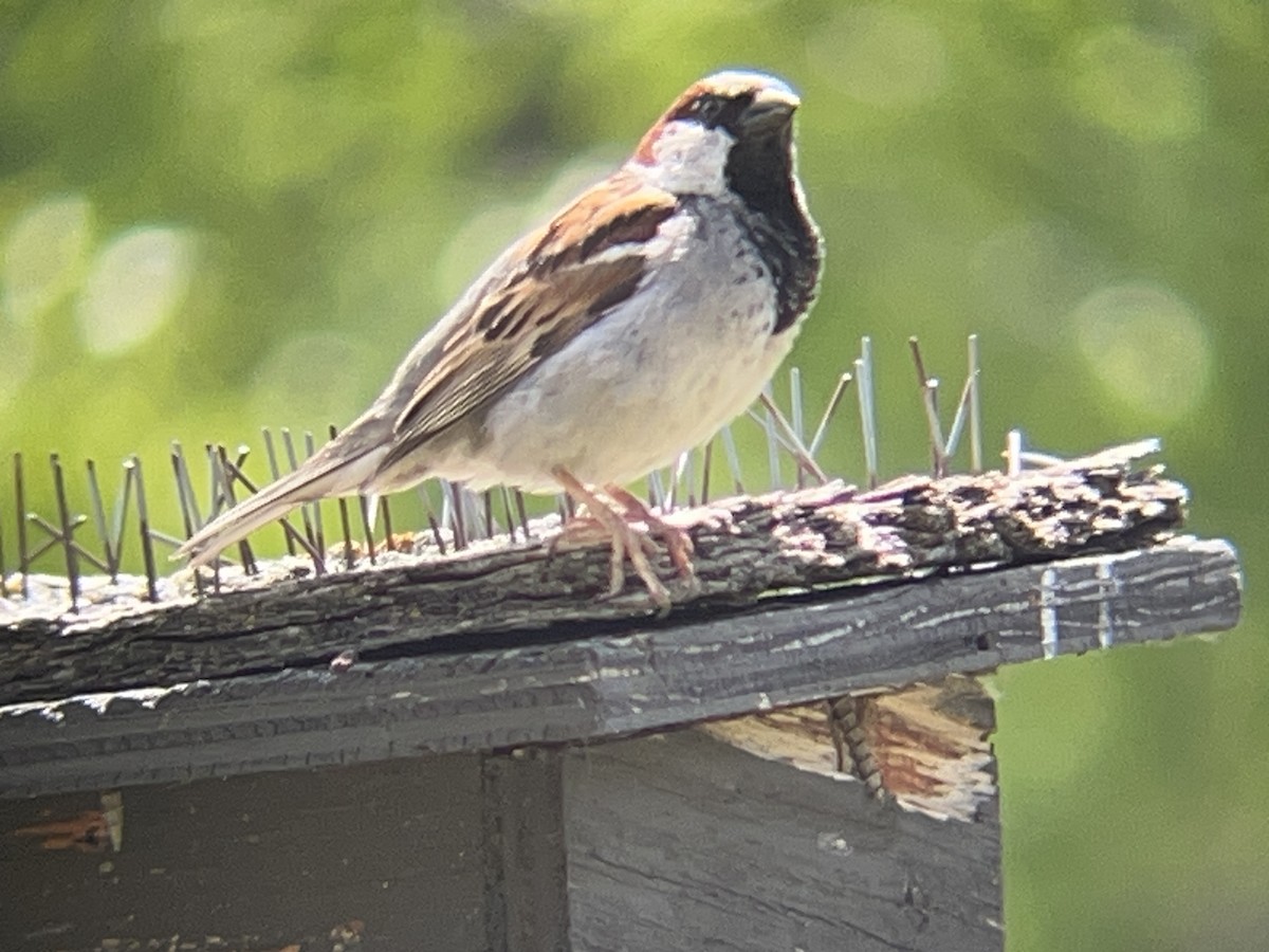 House Sparrow - ML638781516