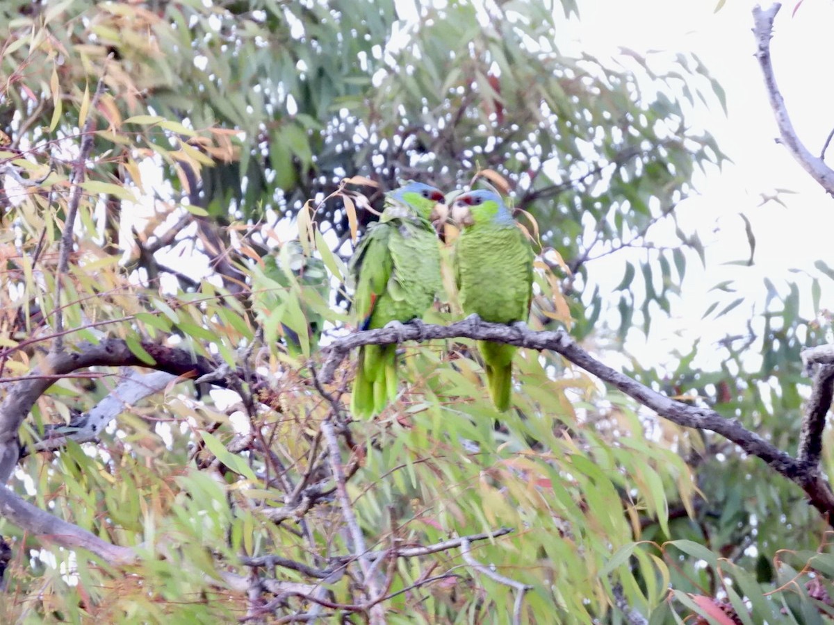 Lilac-crowned Amazon - ML638781535
