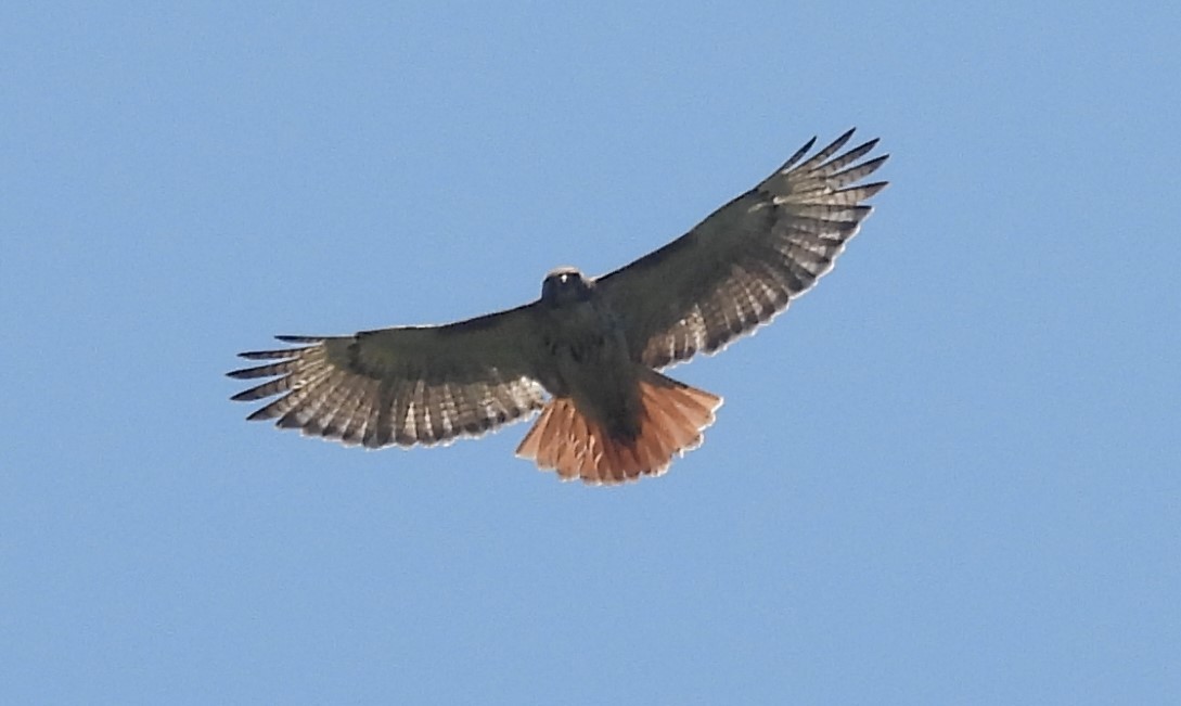Zapelatz buztangorria - ML638781599