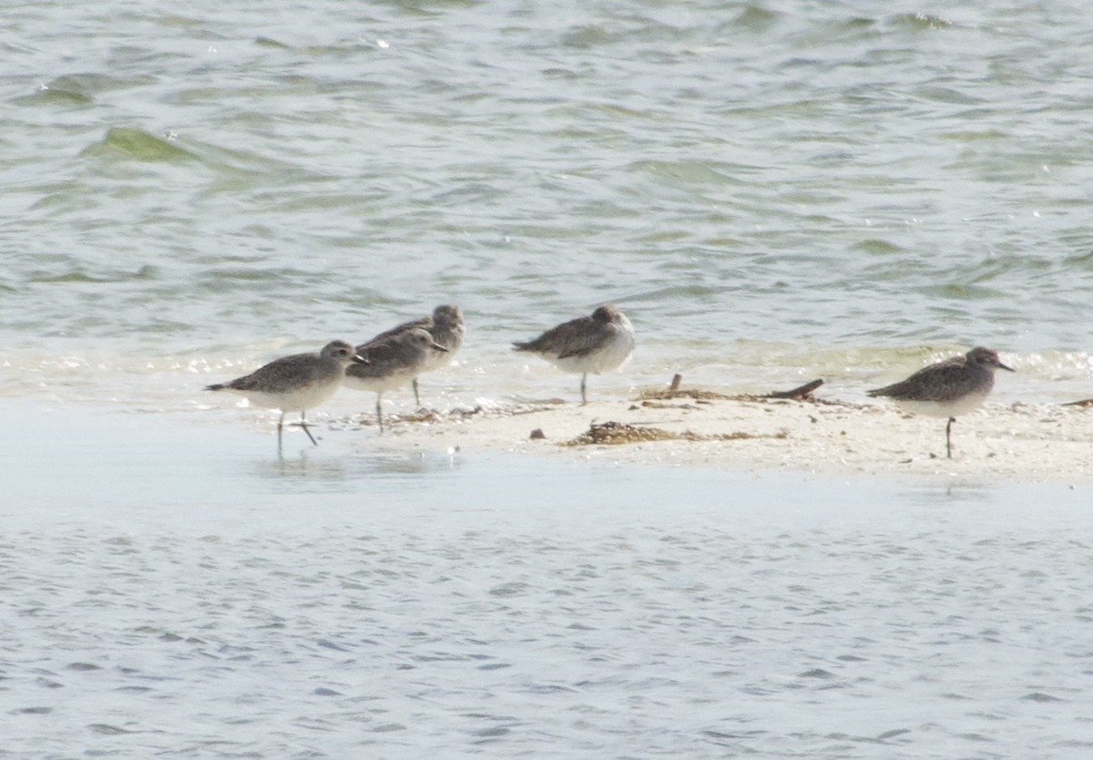 Black-bellied Plover - ML638781687