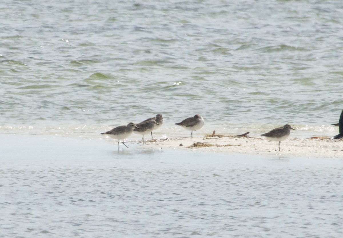 Black-bellied Plover - ML638781688