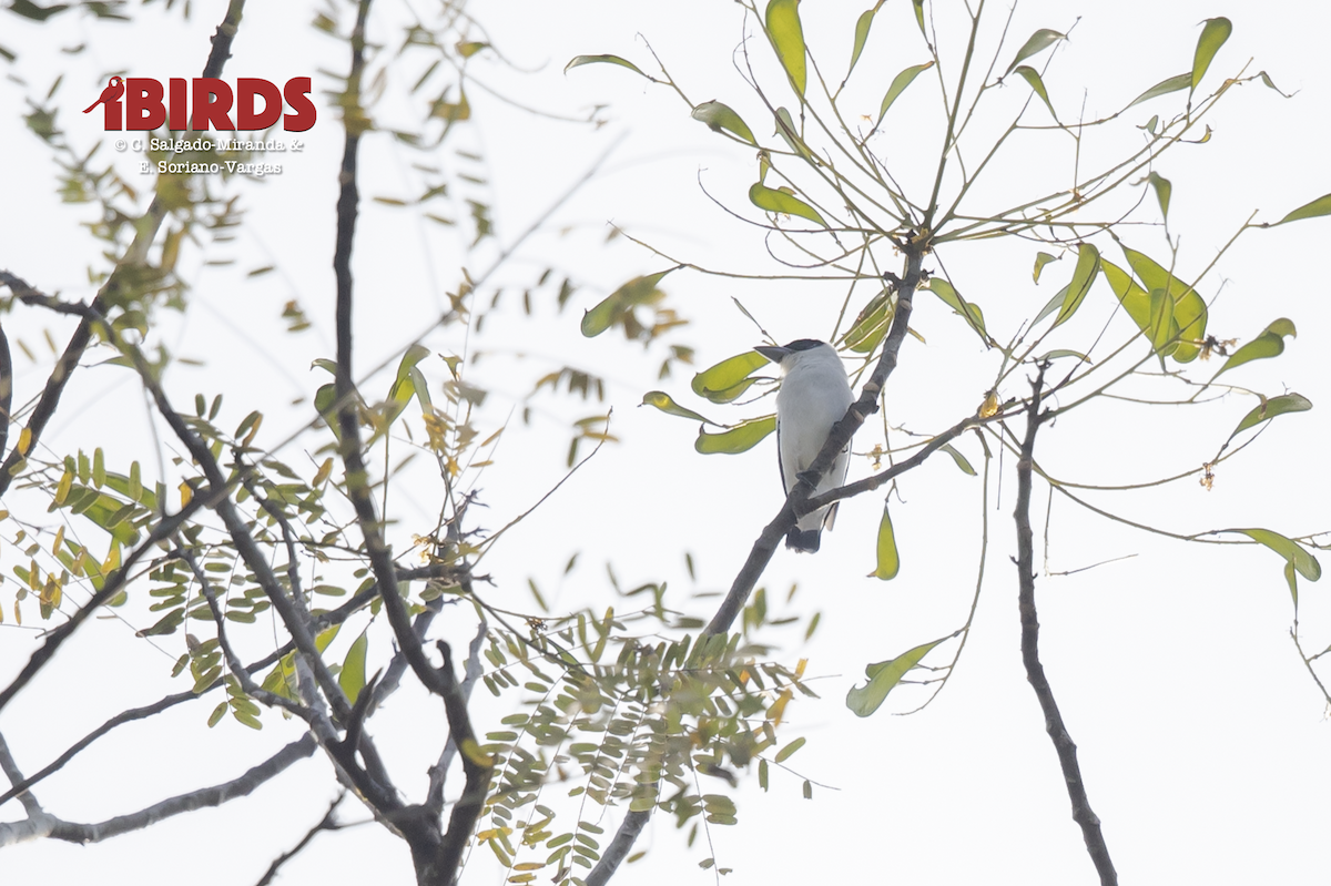 Black-crowned Tityra - ML638781706