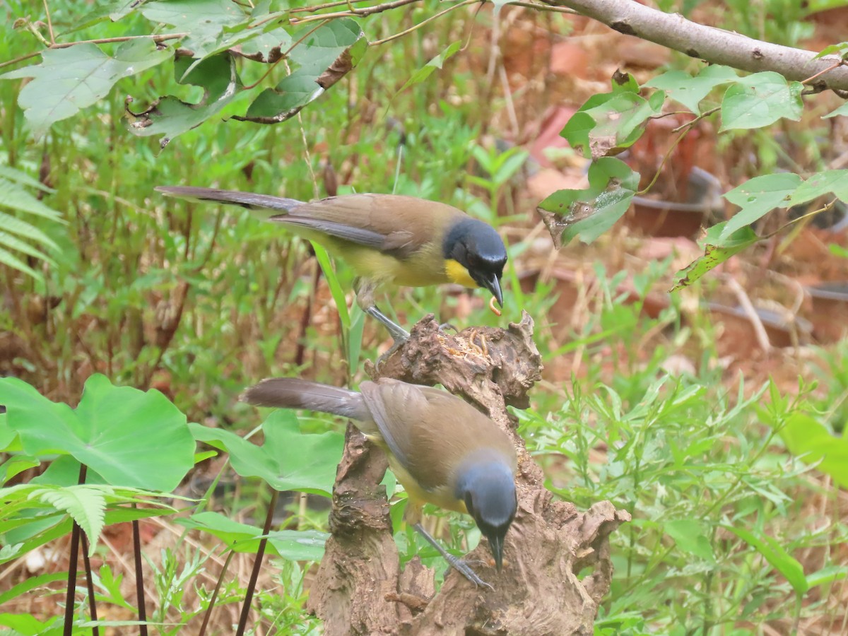 Blue-crowned Laughingthrush - ML638781757