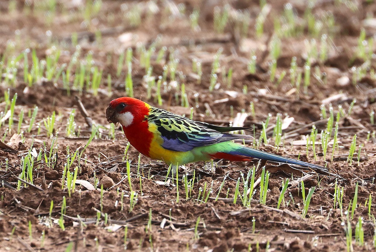 Perico Multicolor - ML638781782