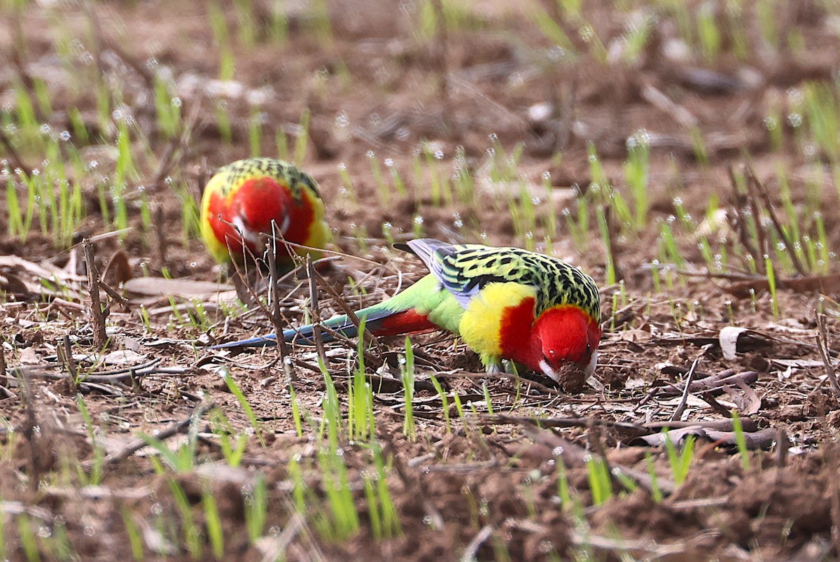 Perico Multicolor - ML638781784