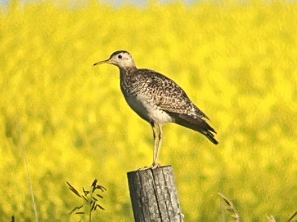 Upland Sandpiper - ML638781794