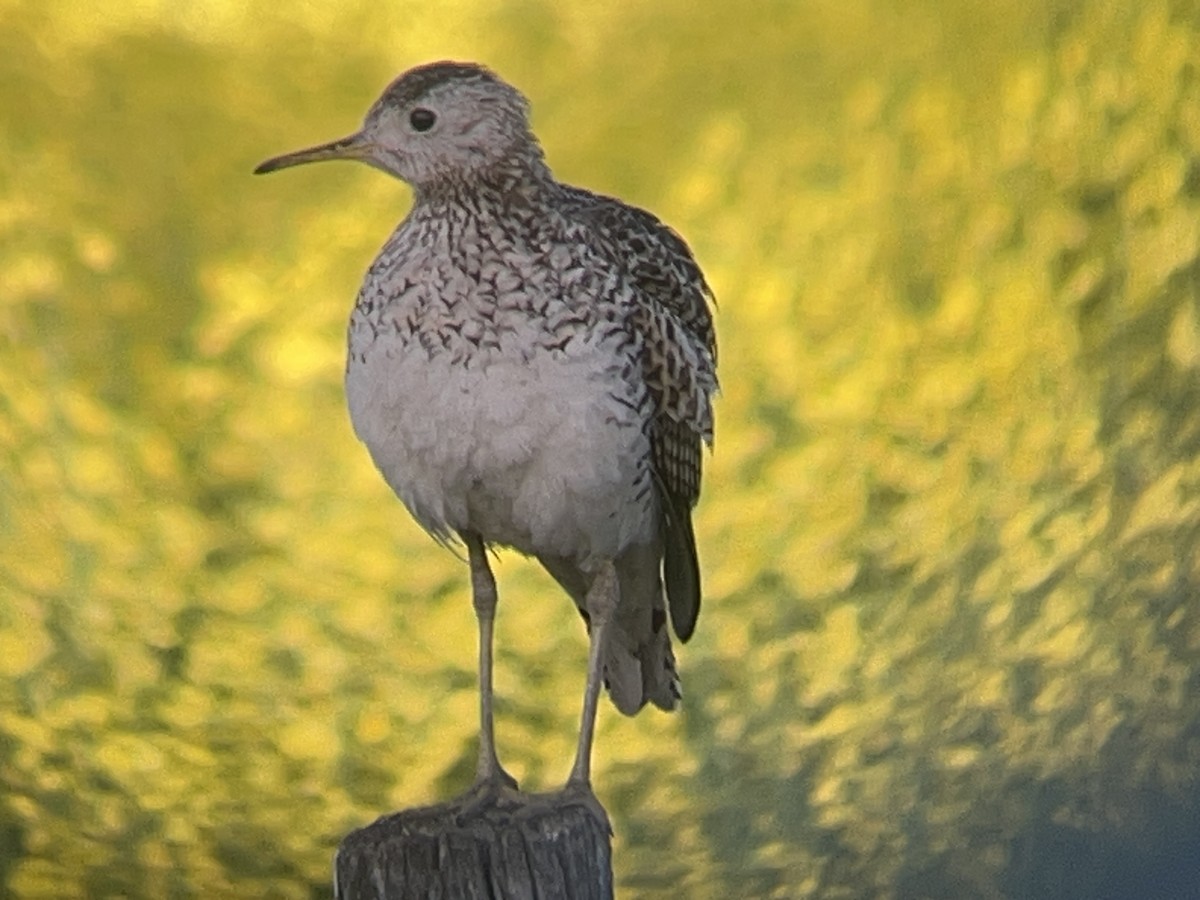 Upland Sandpiper - ML638781795