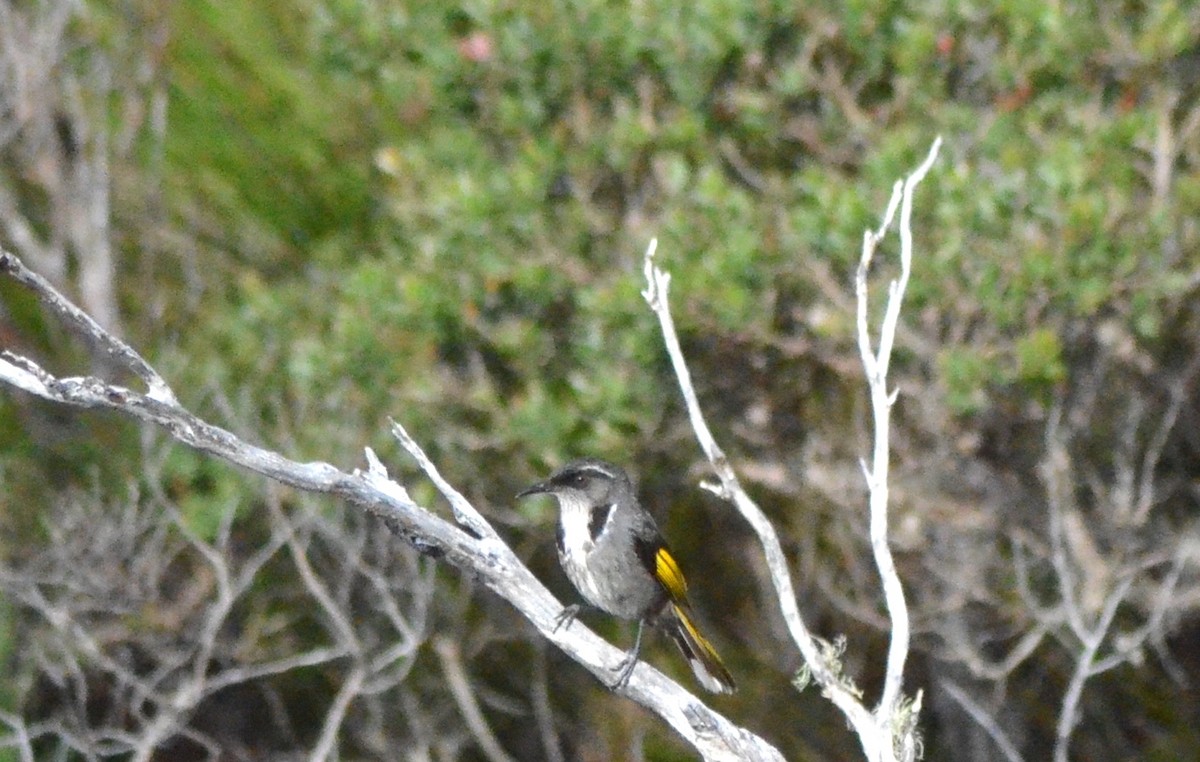 Crescent Honeyeater - ML638781821