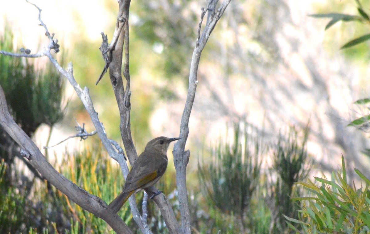 Crescent Honeyeater - ML638781822