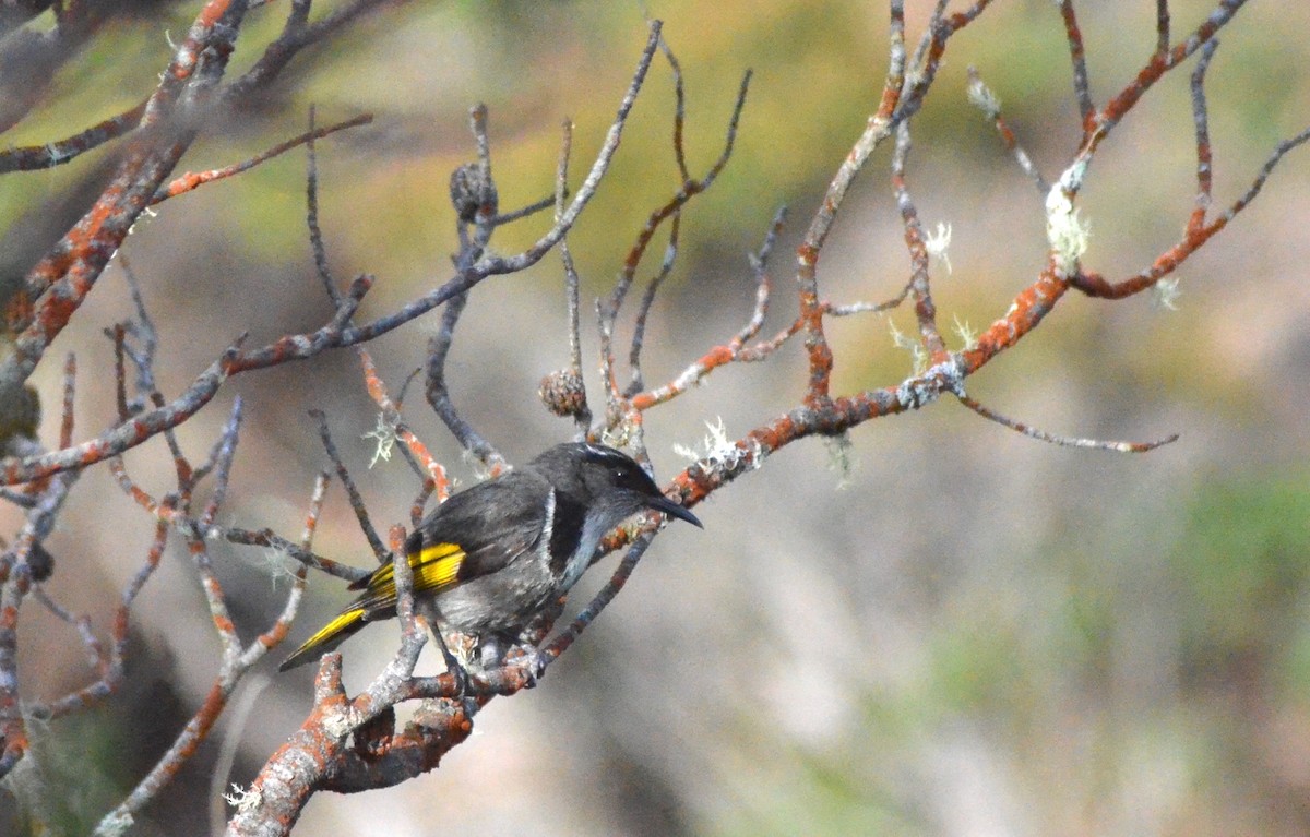 Crescent Honeyeater - ML638781823