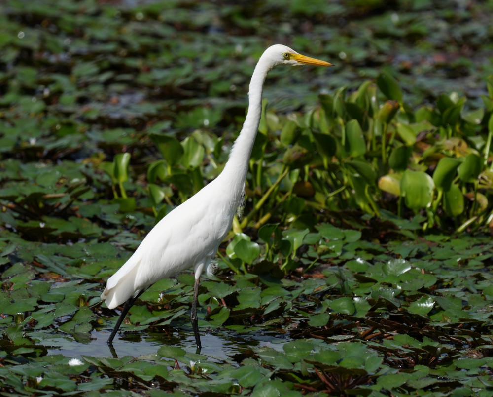Medium Egret - ML638781846