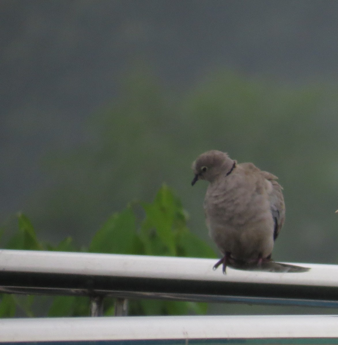 Eurasian Collared-Dove - ML638781851