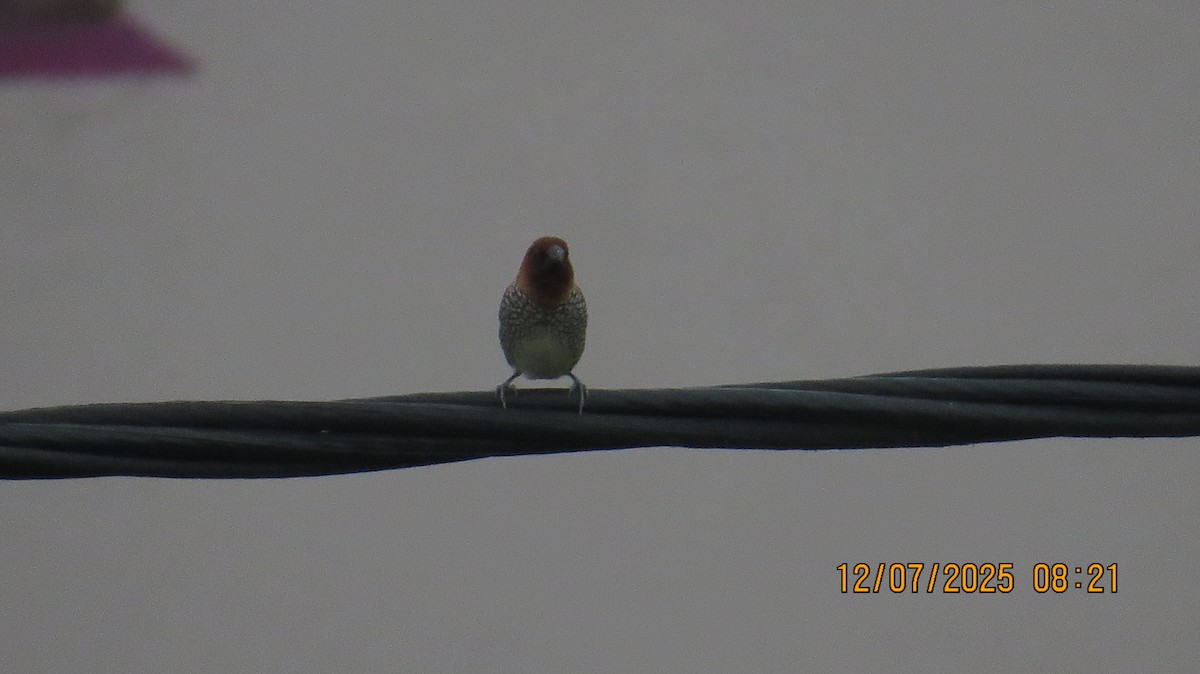 Scaly-breasted Munia - ML638781870