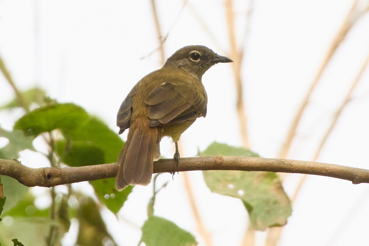 Gray Greenbul - ML638781871