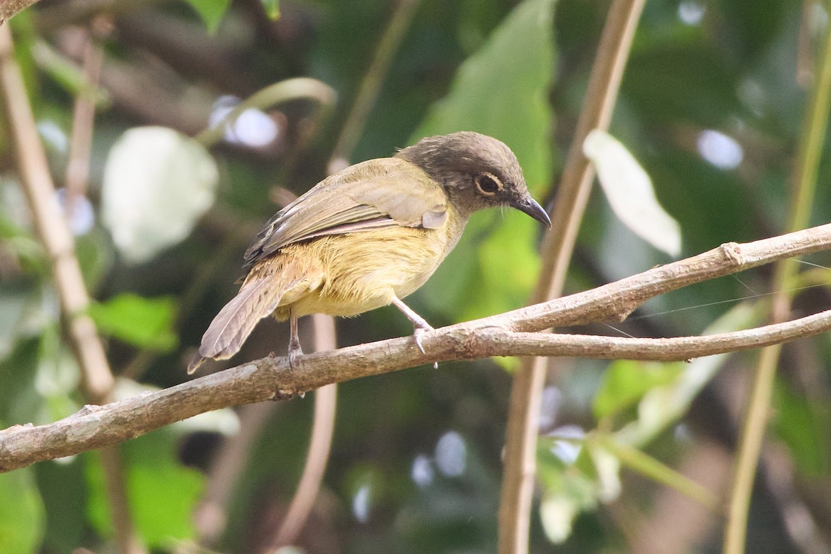 Gray Greenbul - ML638781872