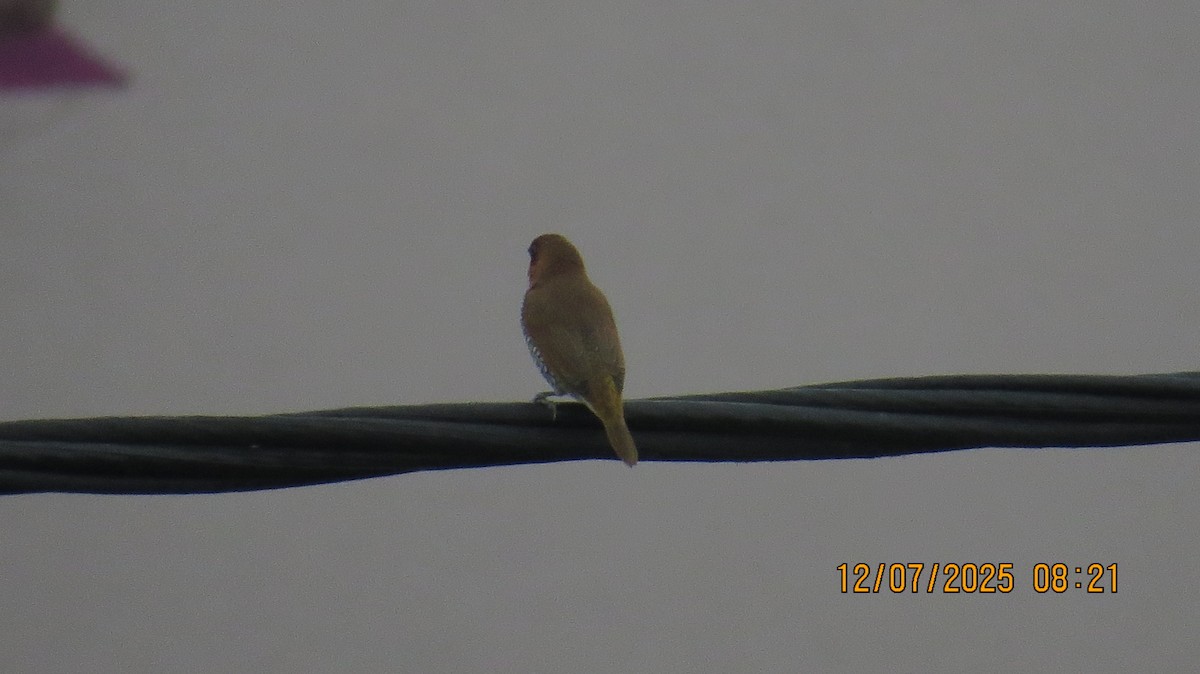 Scaly-breasted Munia - ML638781873