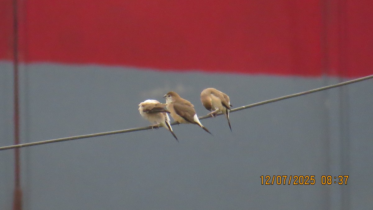 Indian Silverbill - ML638781879