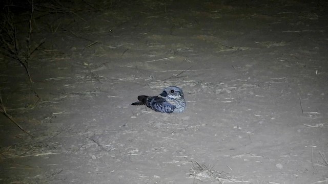 Spotted Nightjar - ML638781906