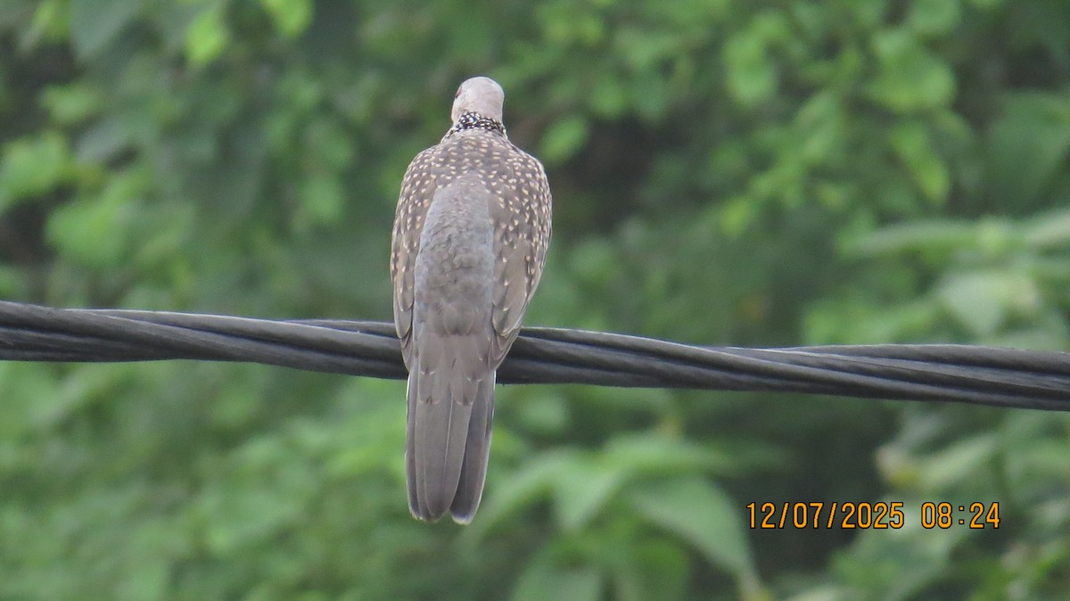 Spotted Dove - ML638781909