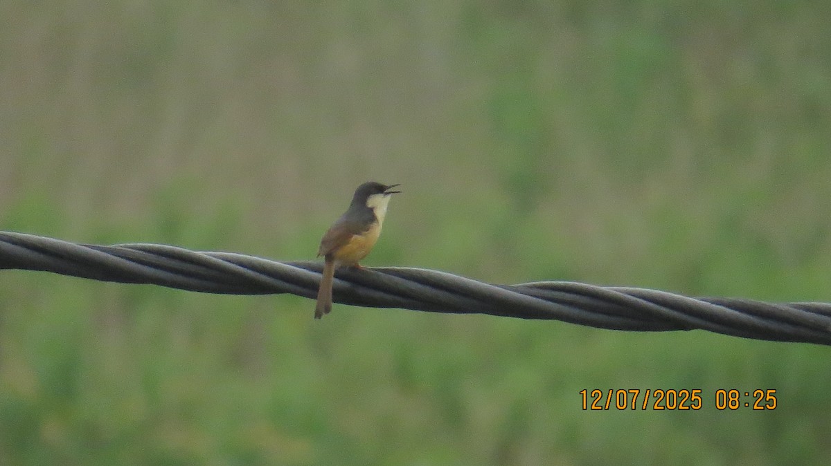 Ashy Prinia - ML638781917