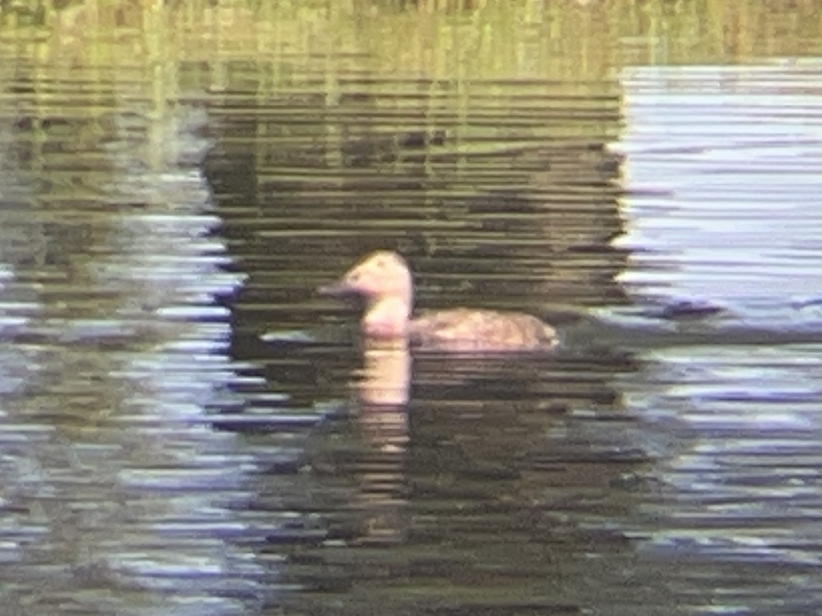 Canvasback - ML638781919