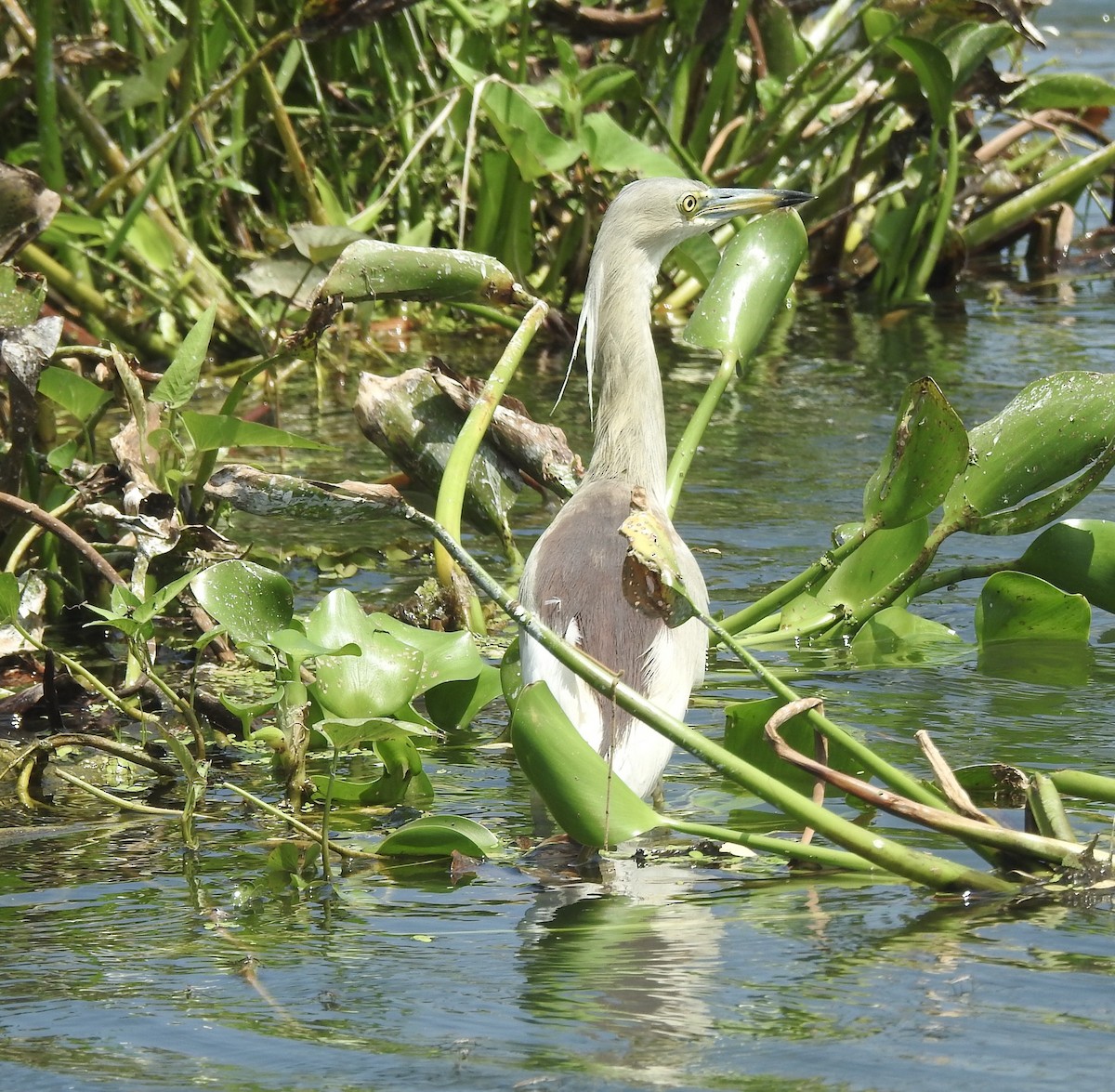 Indian Pond-Heron - ML638781922