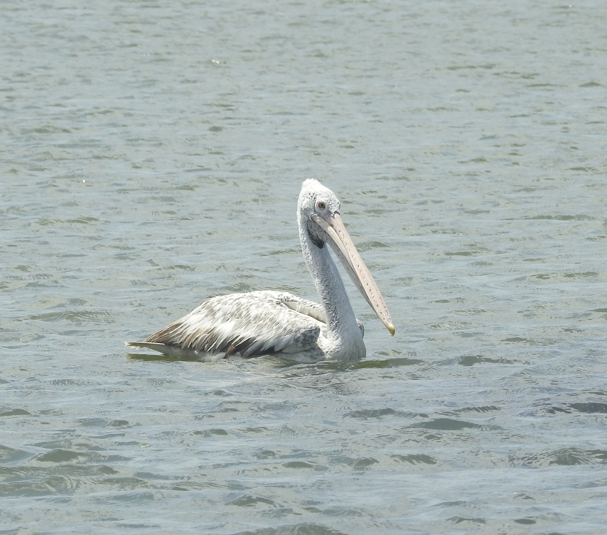 Spot-billed Pelican - ML638781926